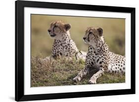 Cheetahs Resting in Grass-Paul Souders-Framed Photographic Print