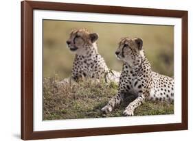 Cheetahs Resting in Grass-Paul Souders-Framed Photographic Print