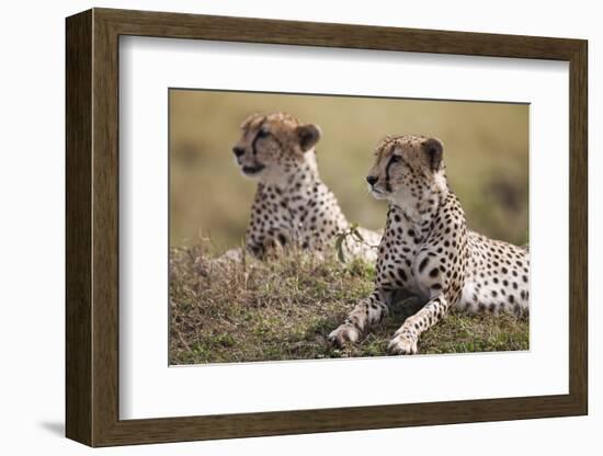 Cheetahs Resting in Grass-Paul Souders-Framed Photographic Print