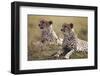 Cheetahs Resting in Grass-Paul Souders-Framed Photographic Print