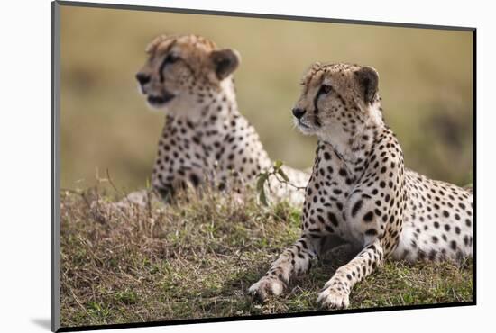 Cheetahs Resting in Grass-Paul Souders-Mounted Photographic Print