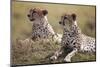 Cheetahs Resting in Grass-Paul Souders-Mounted Photographic Print