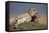 Cheetahs Resting on Termite Mound-Paul Souders-Framed Stretched Canvas