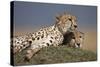 Cheetahs Resting on Termite Mound-Paul Souders-Stretched Canvas