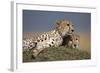 Cheetahs Resting on Termite Mound-Paul Souders-Framed Photographic Print