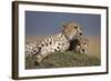 Cheetahs Resting on Termite Mound-Paul Souders-Framed Photographic Print