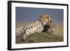 Cheetahs Resting on Termite Mound-Paul Souders-Framed Photographic Print