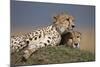 Cheetahs Resting on Termite Mound-Paul Souders-Mounted Photographic Print