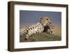 Cheetahs Resting on Termite Mound-Paul Souders-Framed Photographic Print