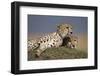 Cheetahs Resting on Termite Mound-Paul Souders-Framed Photographic Print