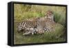 Cheetahs, Serengeti National Park, Tanzania-Art Wolfe-Framed Stretched Canvas