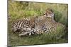 Cheetahs, Serengeti National Park, Tanzania-Art Wolfe-Mounted Photographic Print