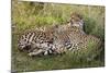 Cheetahs, Serengeti National Park, Tanzania-Art Wolfe-Mounted Photographic Print