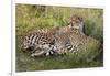 Cheetahs, Serengeti National Park, Tanzania-Art Wolfe-Framed Photographic Print