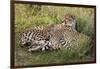 Cheetahs, Serengeti National Park, Tanzania-Art Wolfe-Framed Photographic Print