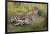 Cheetahs, Serengeti National Park, Tanzania-Art Wolfe-Framed Photographic Print