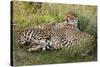 Cheetahs, Serengeti National Park, Tanzania-Art Wolfe-Stretched Canvas