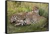 Cheetahs, Serengeti National Park, Tanzania-Art Wolfe-Framed Stretched Canvas