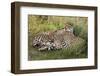 Cheetahs, Serengeti National Park, Tanzania-Art Wolfe-Framed Photographic Print