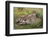 Cheetahs, Serengeti National Park, Tanzania-Art Wolfe-Framed Photographic Print