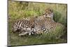 Cheetahs, Serengeti National Park, Tanzania-Art Wolfe-Mounted Photographic Print