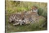 Cheetahs, Serengeti National Park, Tanzania-Art Wolfe-Stretched Canvas