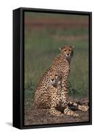 Cheetahs Sitting in Savannah-DLILLC-Framed Stretched Canvas