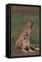 Cheetahs Sitting in Savannah-DLILLC-Framed Stretched Canvas