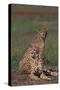 Cheetahs Sitting in Savannah-DLILLC-Stretched Canvas