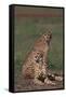 Cheetahs Sitting in Savannah-DLILLC-Framed Stretched Canvas