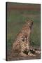 Cheetahs Sitting in Savannah-DLILLC-Stretched Canvas