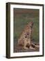 Cheetahs Sitting in Savannah-DLILLC-Framed Premium Photographic Print