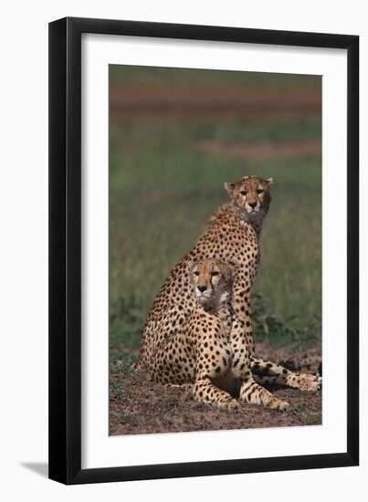 Cheetahs Sitting in Savannah-DLILLC-Framed Premium Photographic Print