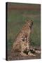 Cheetahs Sitting in Savannah-DLILLC-Stretched Canvas