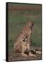 Cheetahs Sitting in Savannah-DLILLC-Framed Stretched Canvas