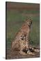 Cheetahs Sitting in Savannah-DLILLC-Stretched Canvas