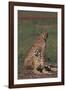 Cheetahs Sitting in Savannah-DLILLC-Framed Photographic Print