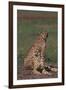 Cheetahs Sitting in Savannah-DLILLC-Framed Photographic Print