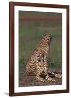 Cheetahs Sitting in Savannah-DLILLC-Framed Photographic Print