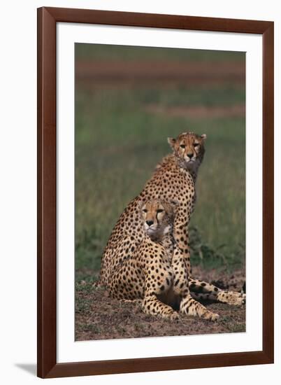 Cheetahs Sitting in Savannah-DLILLC-Framed Photographic Print