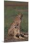Cheetahs Sitting in Savannah-DLILLC-Mounted Photographic Print