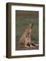 Cheetahs Sitting in Savannah-DLILLC-Framed Photographic Print