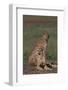 Cheetahs Sitting in Savannah-DLILLC-Framed Photographic Print