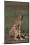 Cheetahs Sitting in Savannah-DLILLC-Mounted Photographic Print