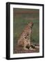 Cheetahs Sitting in Savannah-DLILLC-Framed Photographic Print