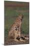 Cheetahs Sitting in Savannah-DLILLC-Mounted Photographic Print