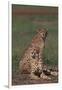 Cheetahs Sitting in Savannah-DLILLC-Framed Photographic Print