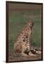 Cheetahs Sitting in Savannah-DLILLC-Framed Photographic Print