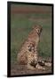 Cheetahs Sitting in Savannah-DLILLC-Framed Photographic Print