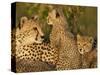 Cheetahs, Upper Mara, Masai Mara Game Reserve, Kenya-Joe & Mary Ann McDonald-Stretched Canvas